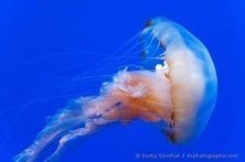 Jellyfish+-+001