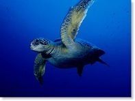 sea_turtle2
